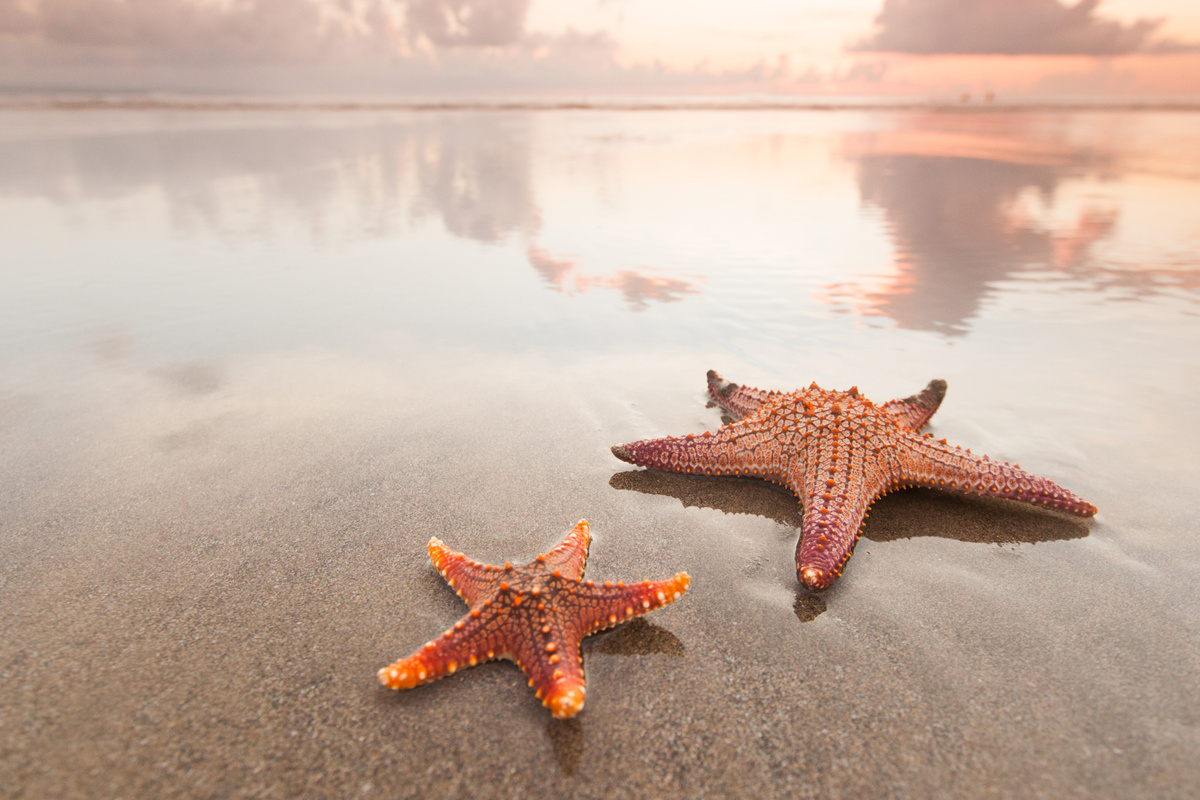 estrela-do-mar na praia