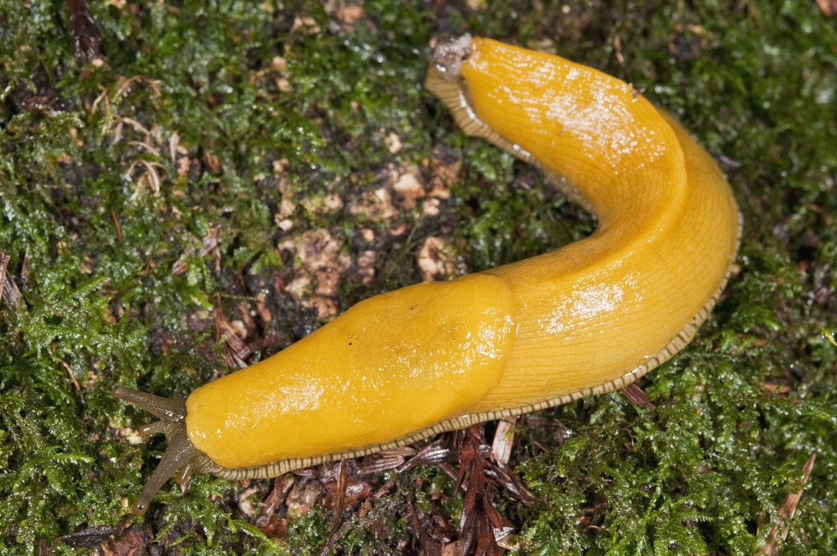 Lesma-banana