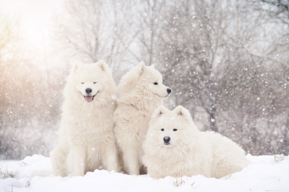 Três cães Samoieda na neve