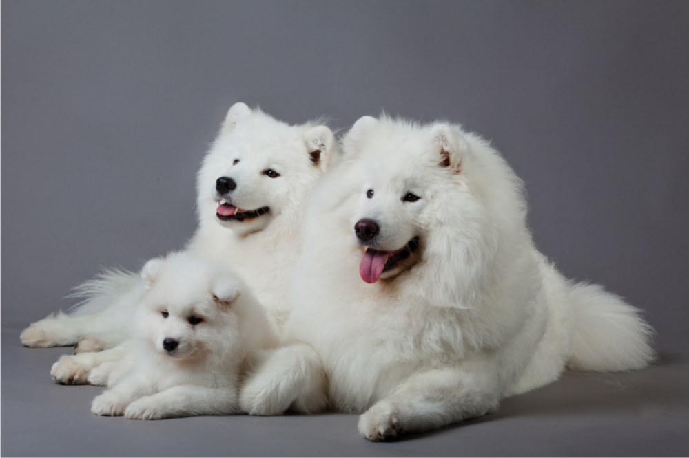 Três cães Samoieda