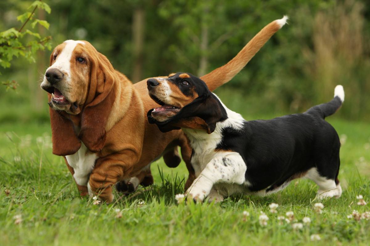 Dois cães Basset hound passeando no gramado