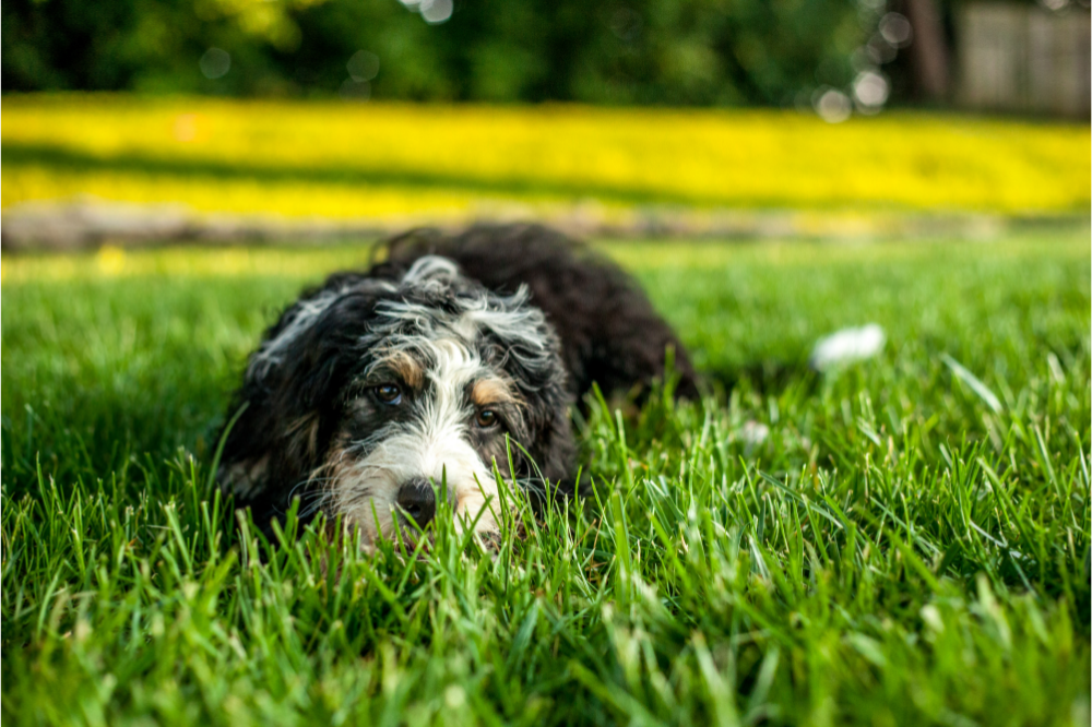Cachorro na grama