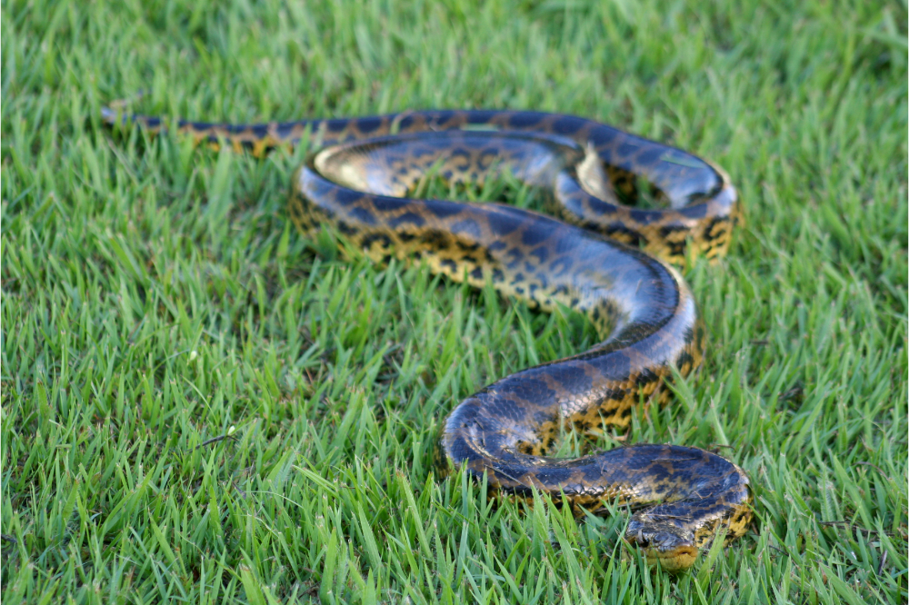 Cobra Sucuri na grama