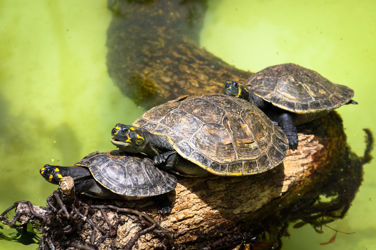 Três tartarugas de água doce