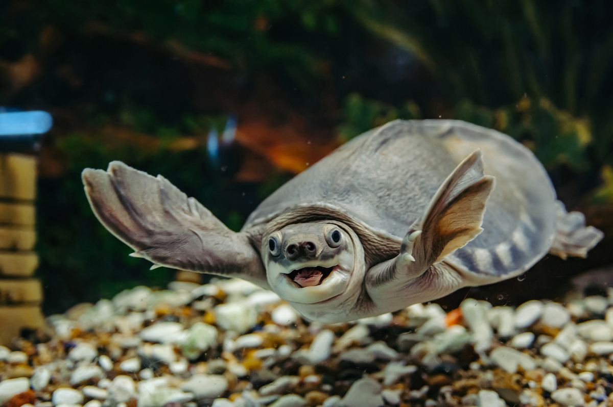 Tartaruga nariz de porco nadando