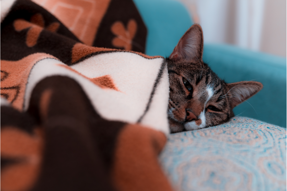 Gato com cobertor