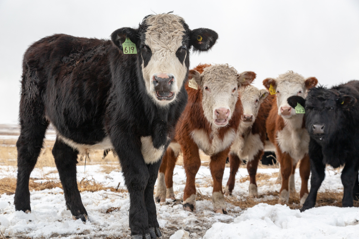 gado hereford na neve