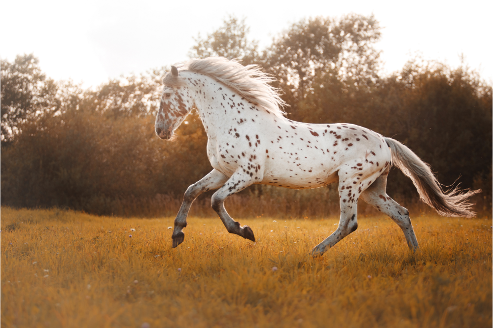 Cavalo branco trotando