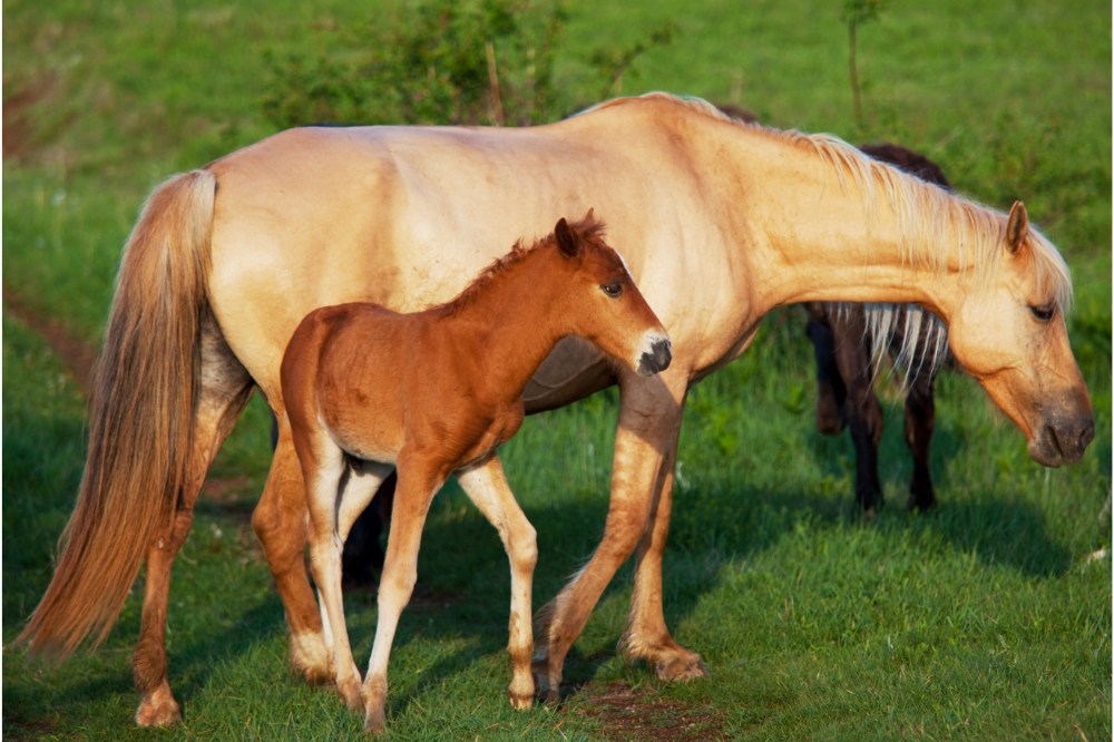 Cavalo com seu filhote