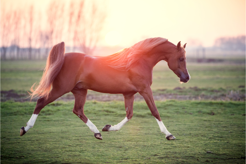 Cavalo Raça árabe