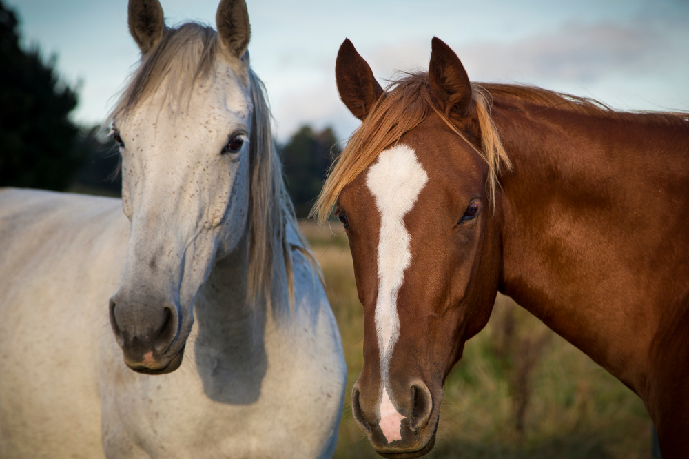 Dois cavalos