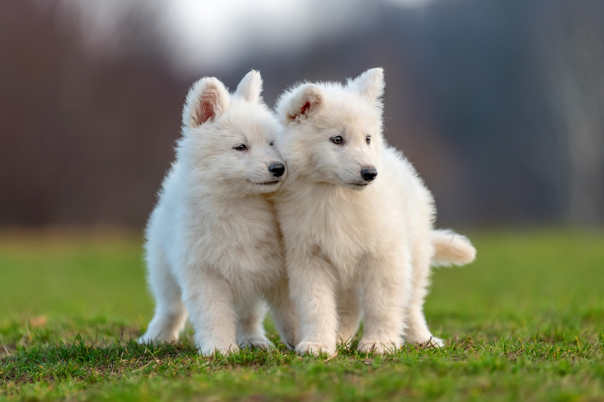 Dois cachorros brancos no gramado