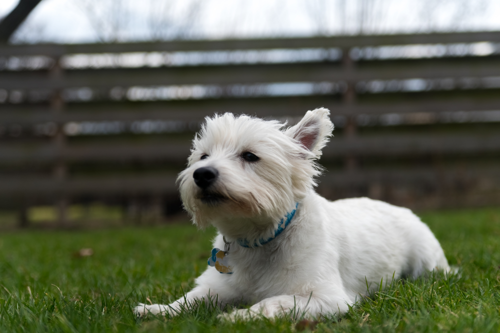 West Highland White Terrier deitado