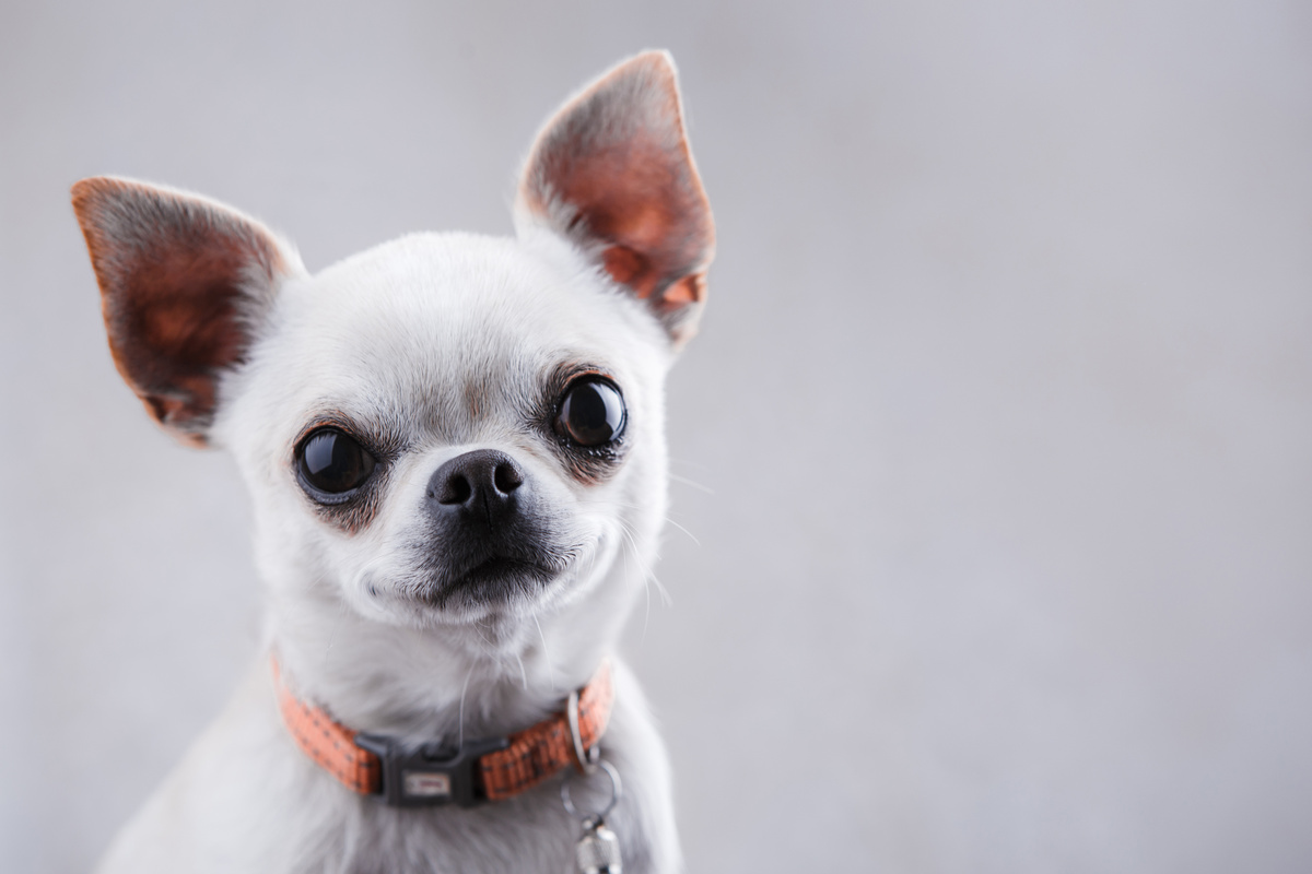 Chihuahua de pelagem branca