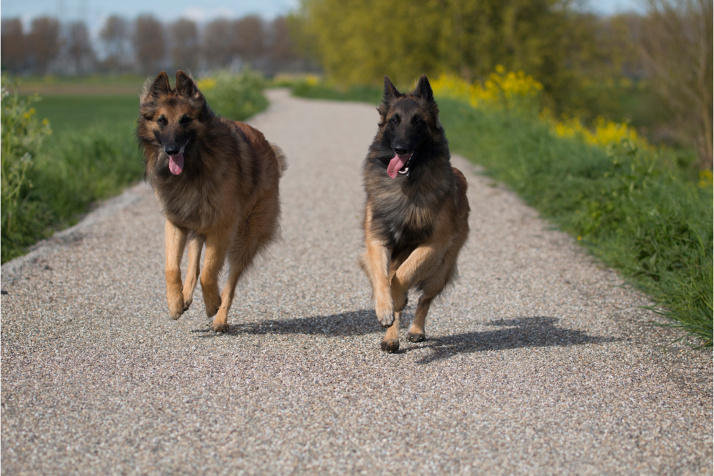 Dois cães Pastores Belgas correndo