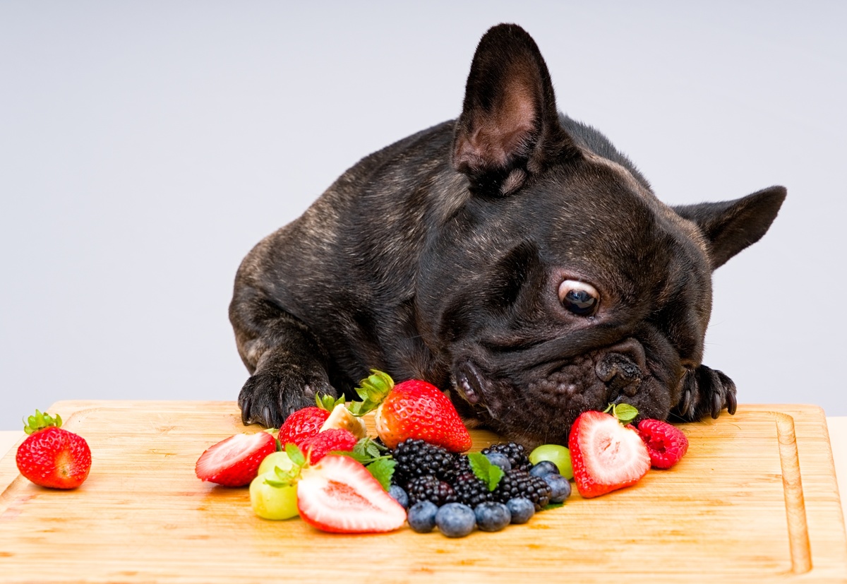 Cachorro comendo várias frutas