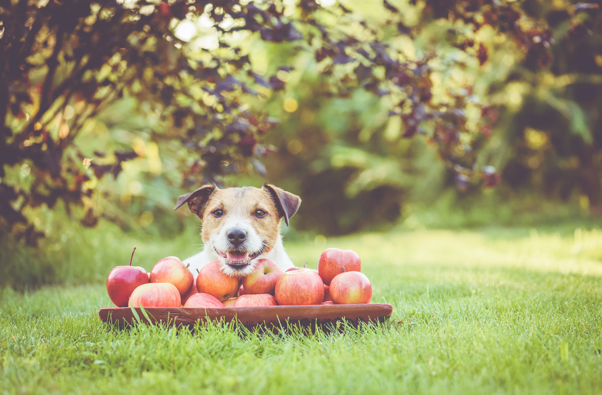 Cachorro com cesta de maçãs