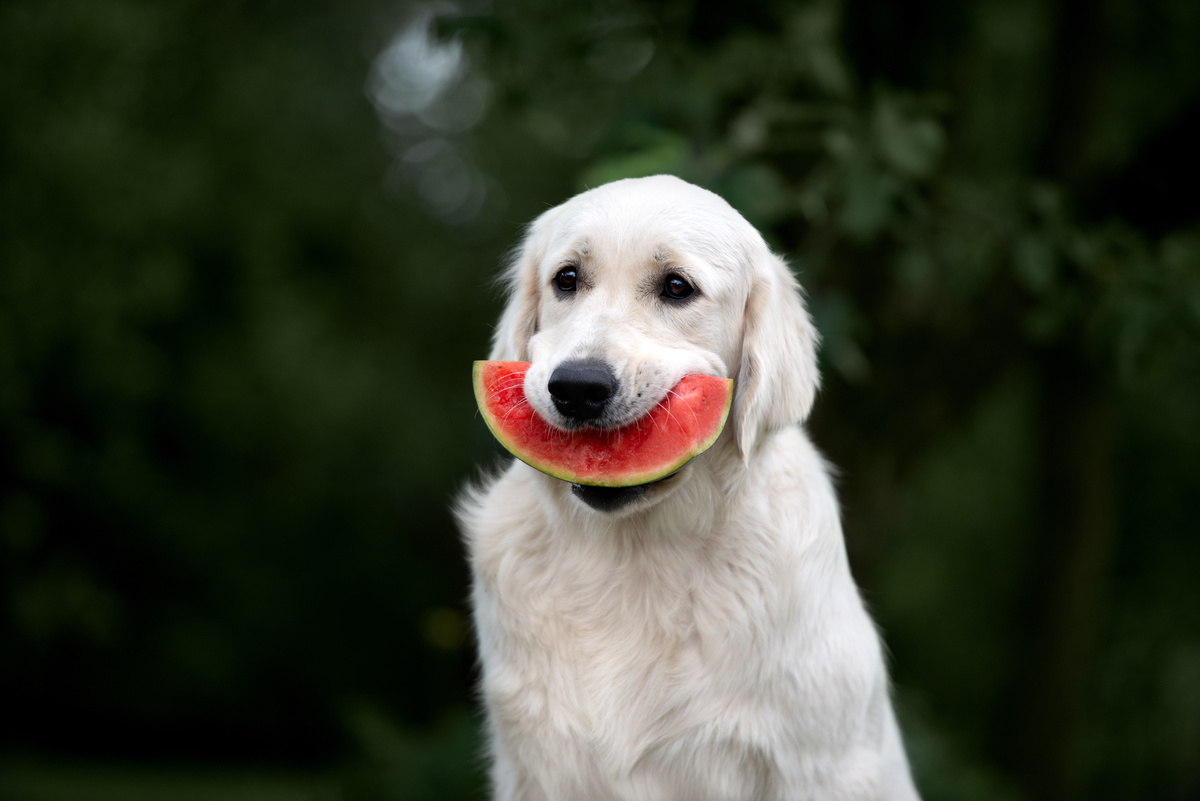 Cachorro com pedaço de melância na boca