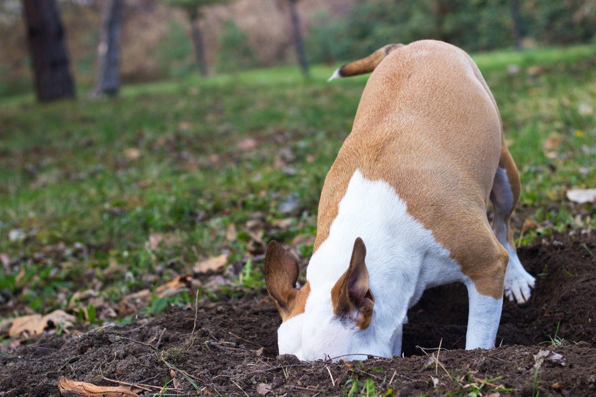 cachorro cavando na terra
