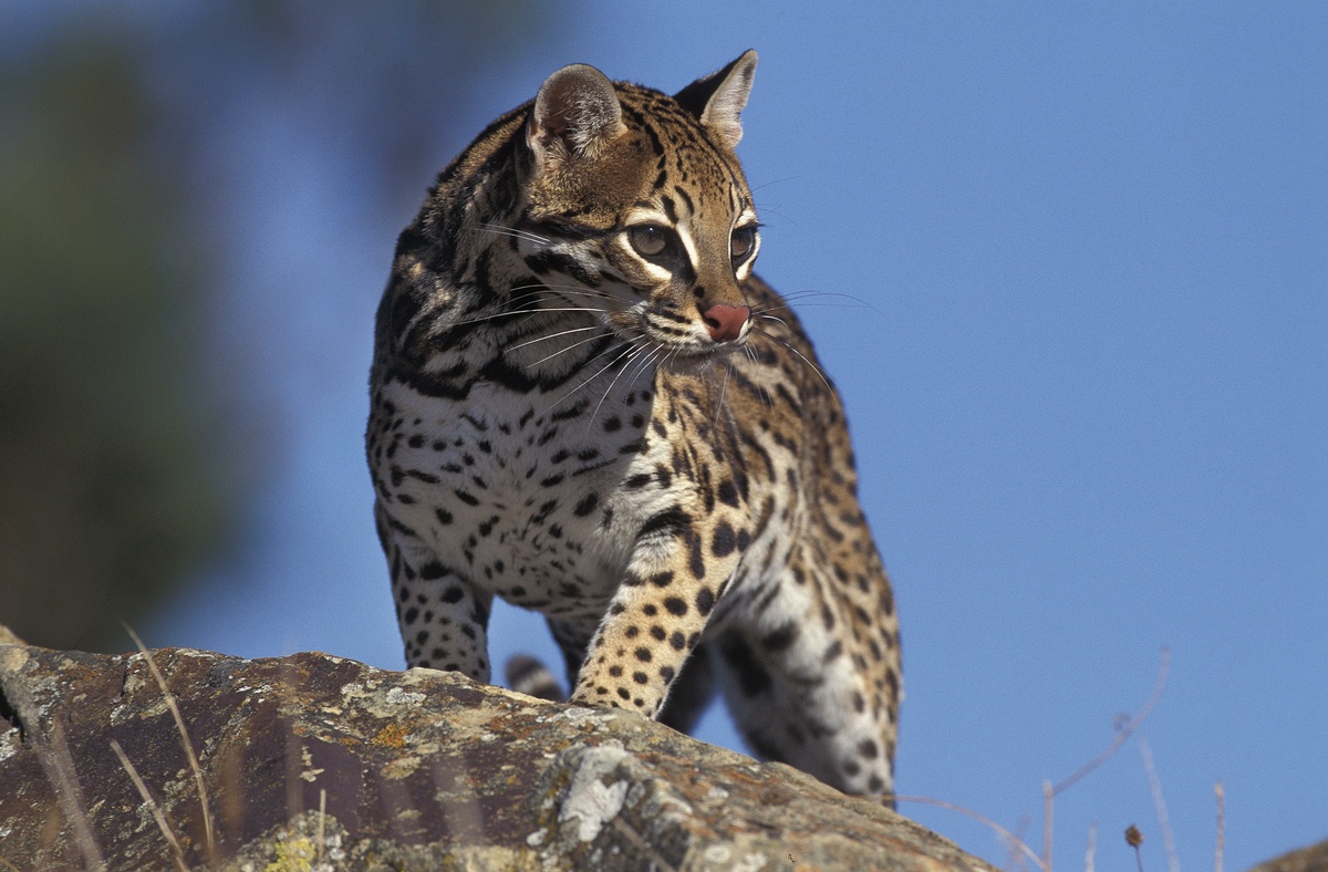 Jaguatirica (Leopardus pardalis)
