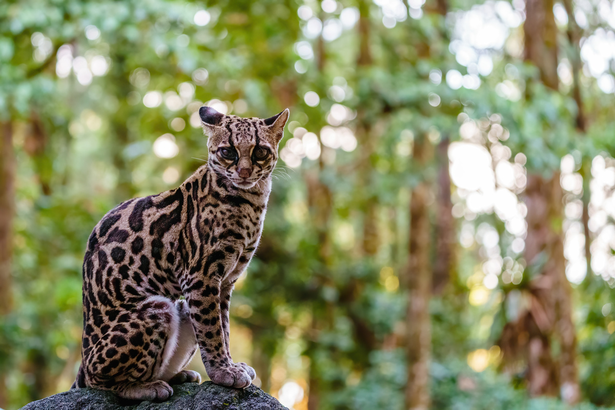 Gato-maracajá (Leopardus wieddi)