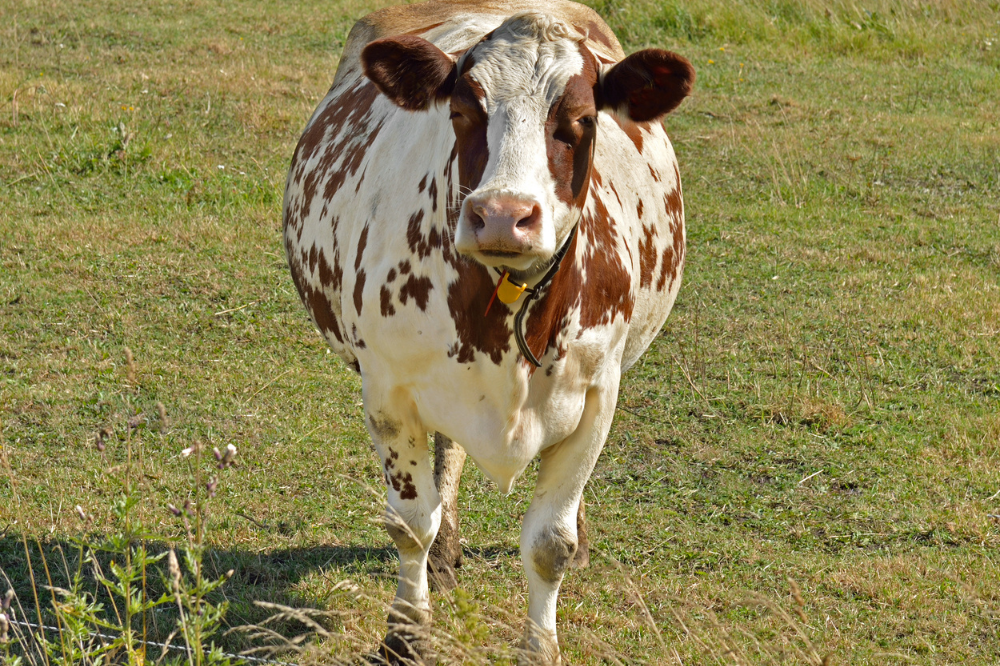 Vaca Ayrshire