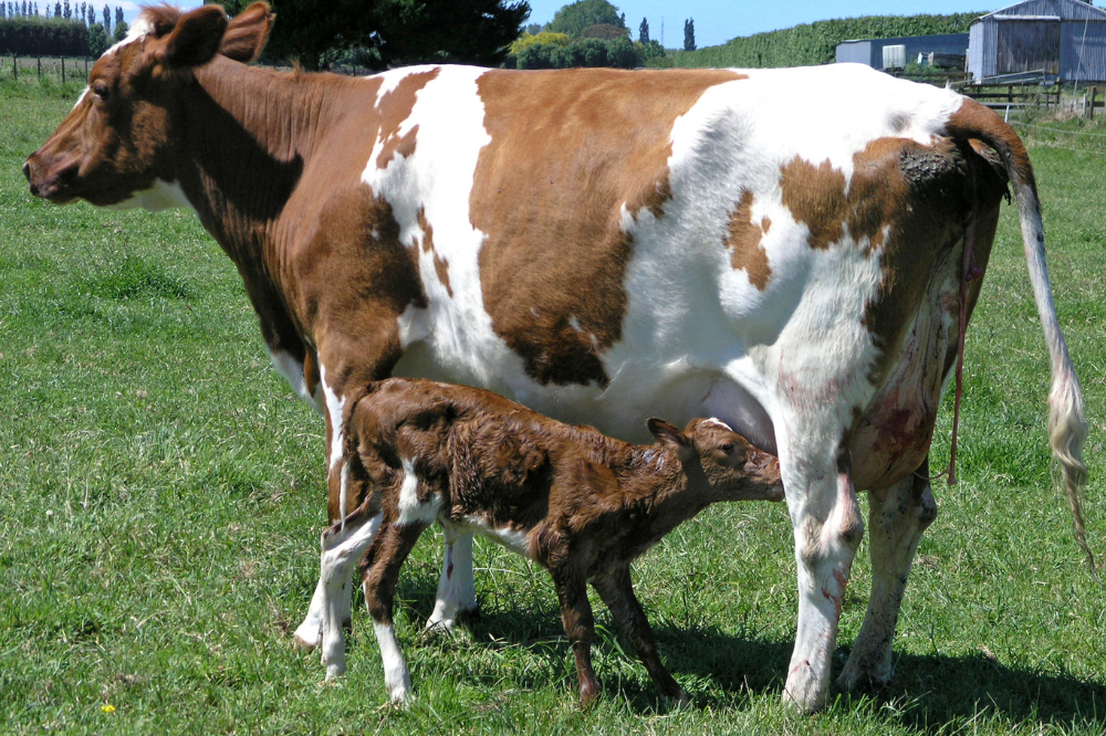 Vaca Ayrshire com um bezerro