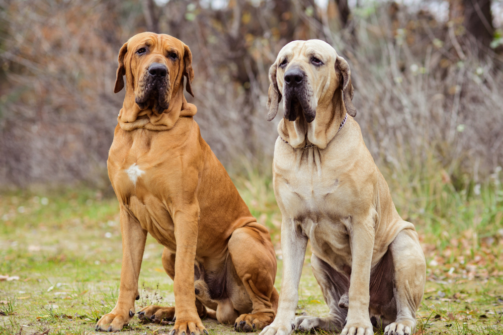 Dois cães Fila Brasileiro