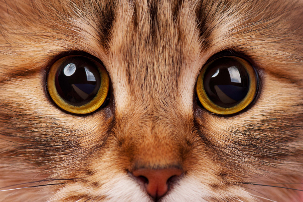 Olhos de gato com pupila dilatada
