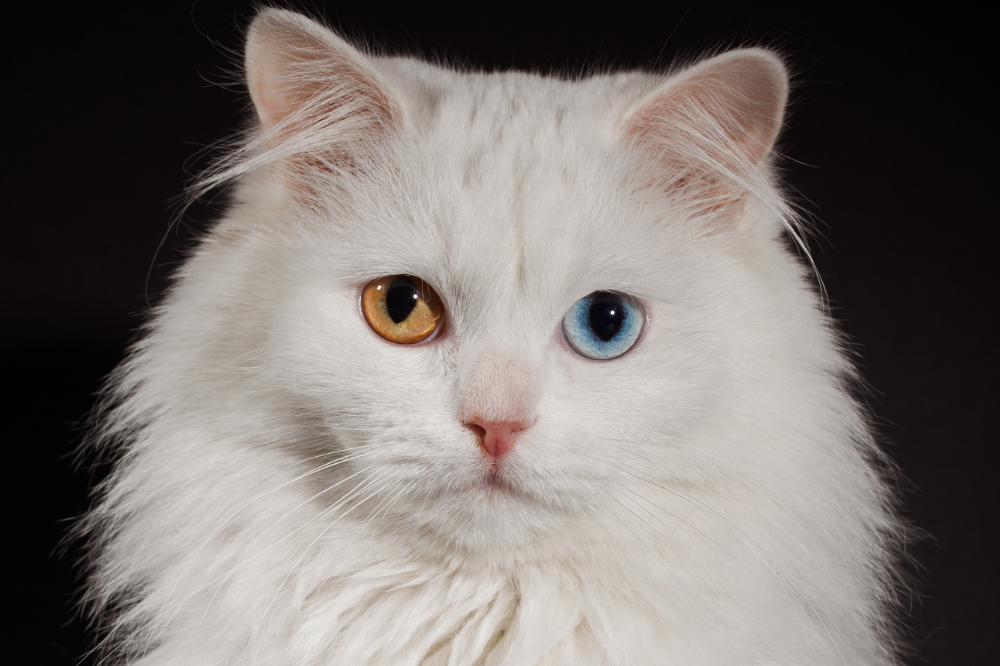 Gato branco com olhos de cores diferentes