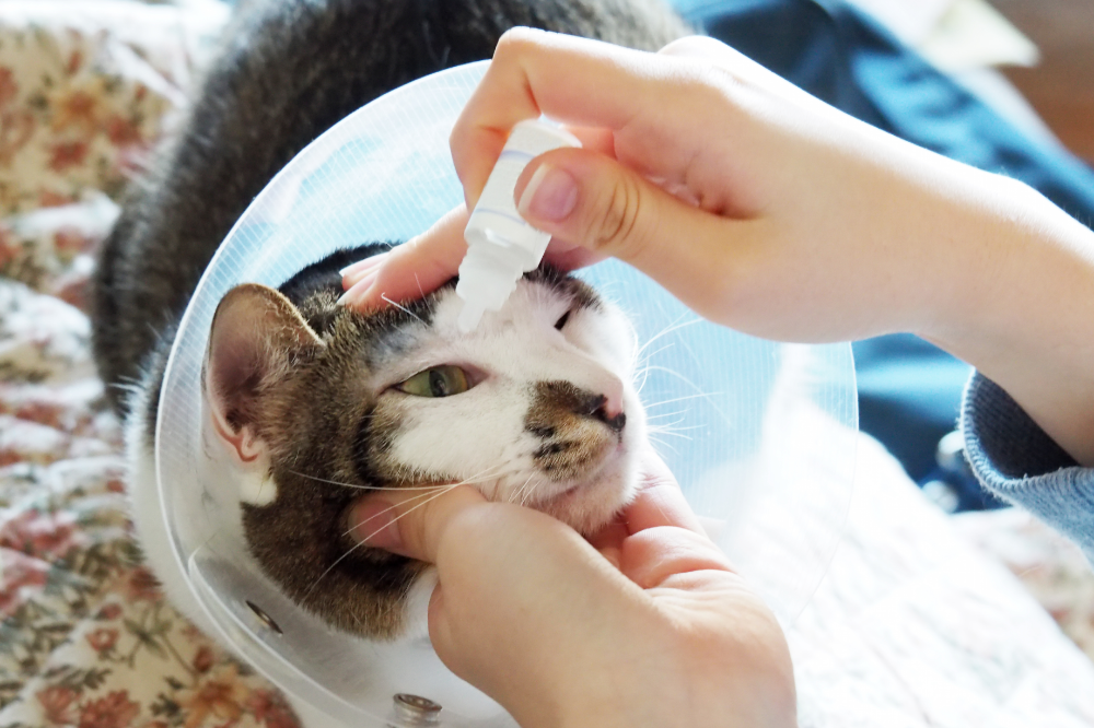 Gato sendo cuidado colocando colírio no olho