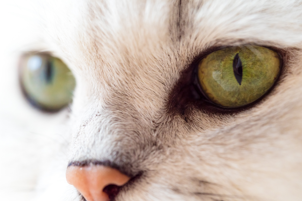Gato de olhos verdes