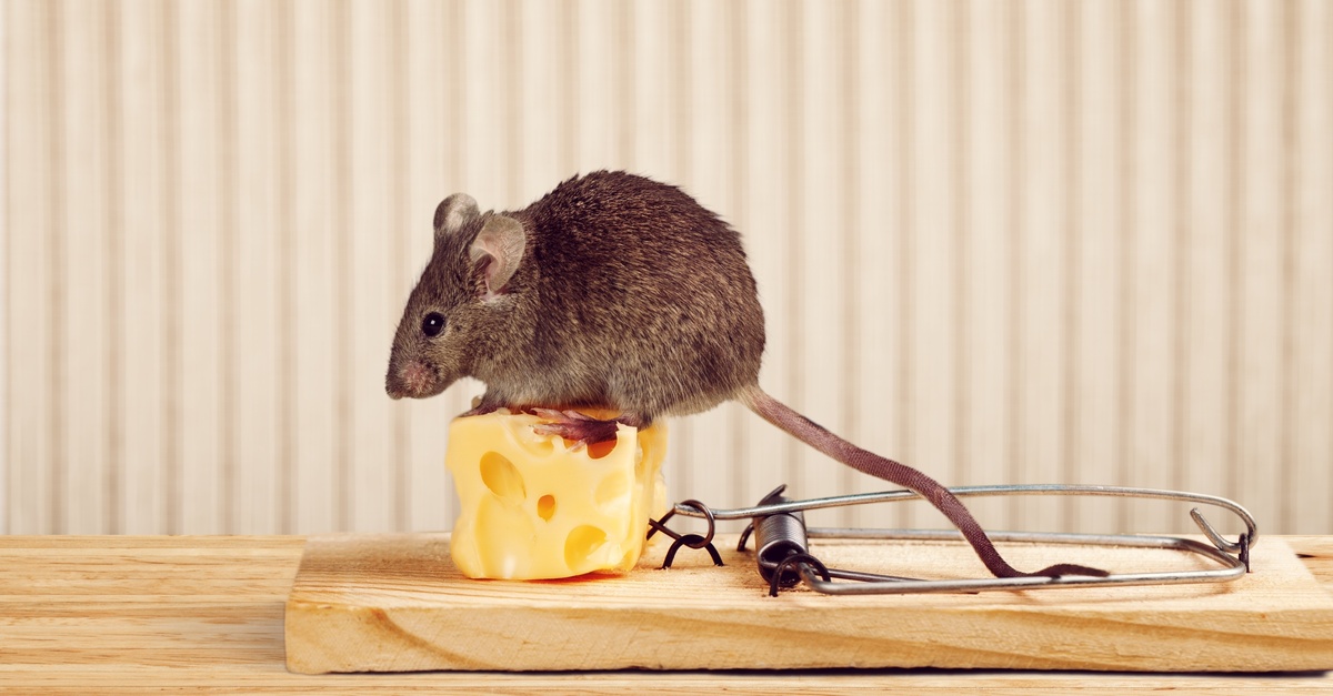 Rato sobre pedaço de queijo 