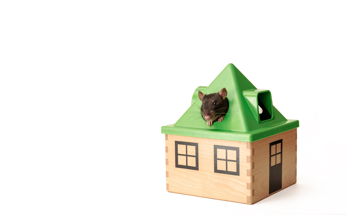 Rato sobre telhado de casa de brinquedo