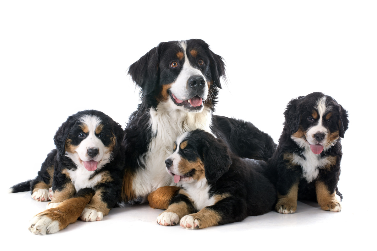 família de cachorros com pedigree