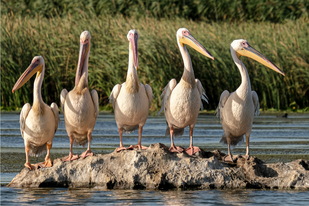 Pelicanos (Pelecanus)