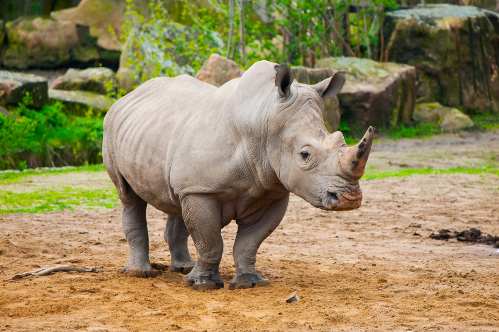 Rinoceronte-negro (Diceros bicornis)
