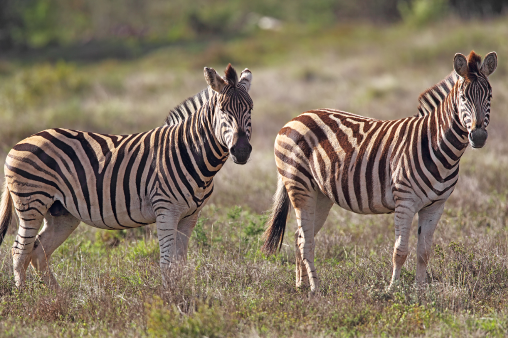 Zebras (Equus quagga)