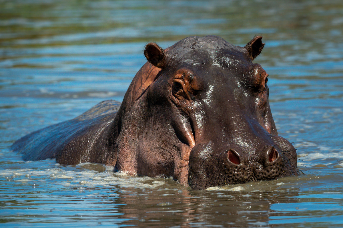 Hipopótamo-comum (Hippopotamus anfíbio)
