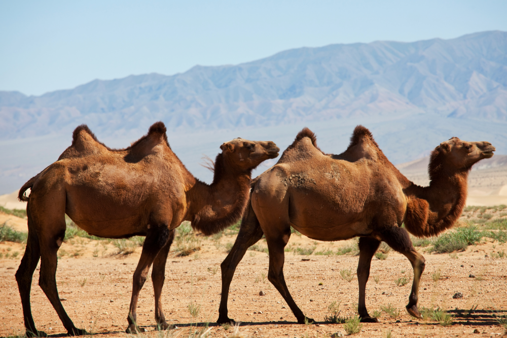 Camelo (Camelus)
