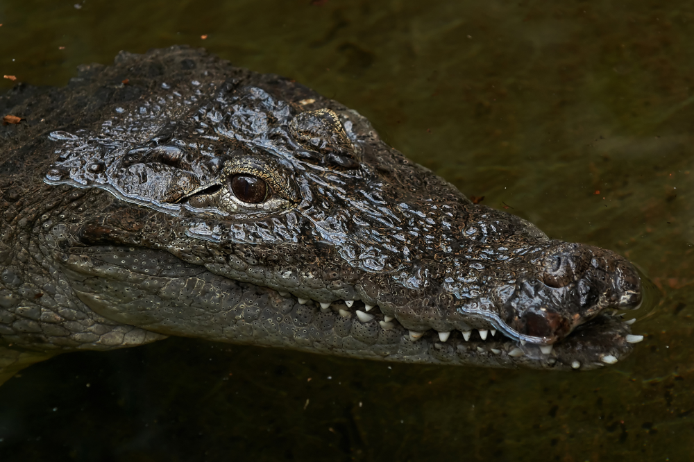 Crocodilo-do-oeste-africano (Crocodylus suchus)