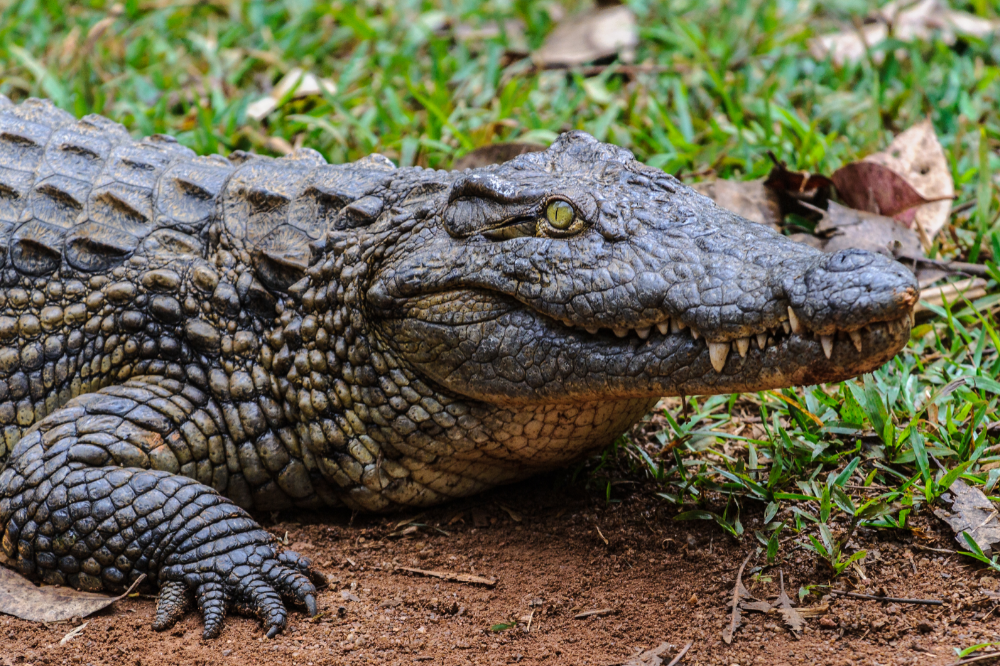 Crocodilo-do-nilo (Crocodylus niloticus)