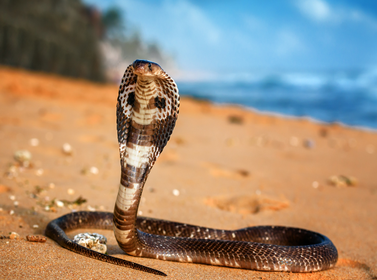 Cobra-real (Ophiophaqus hannah)