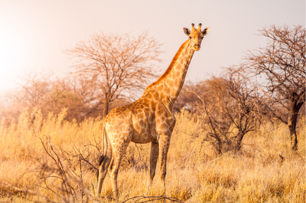 girafa na savana africana