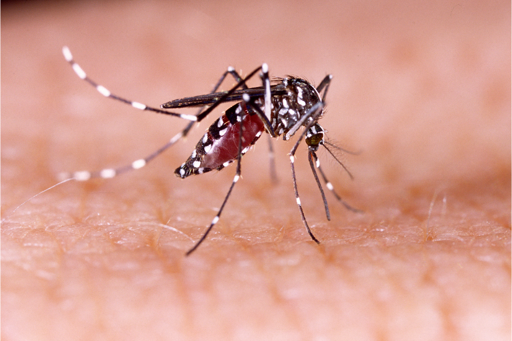 Aedes aegypti (Mosquito-da-dengue)