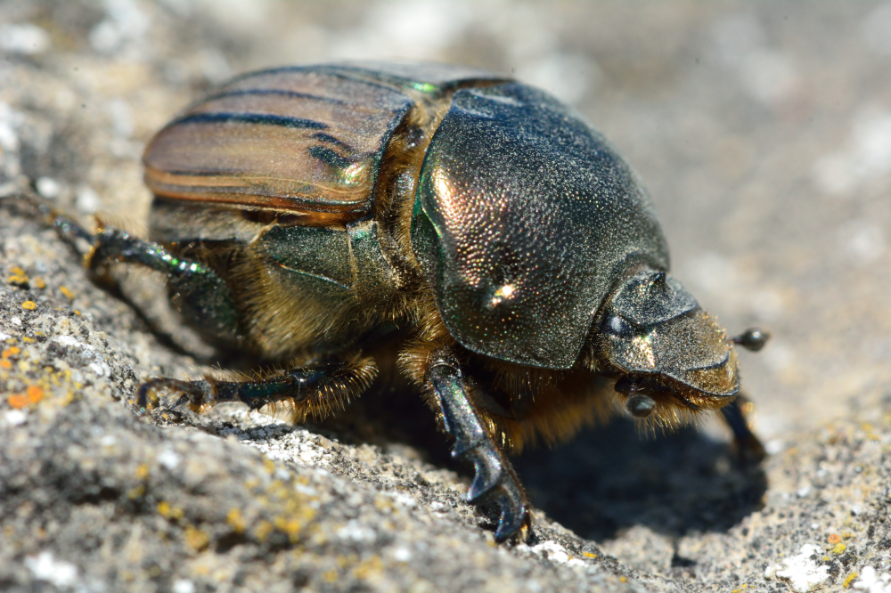 Escaravelho de bronze (Onitis alexis)