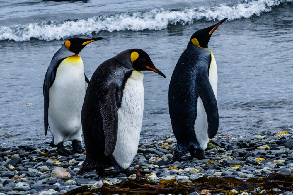 Três pinguins na beira do mar