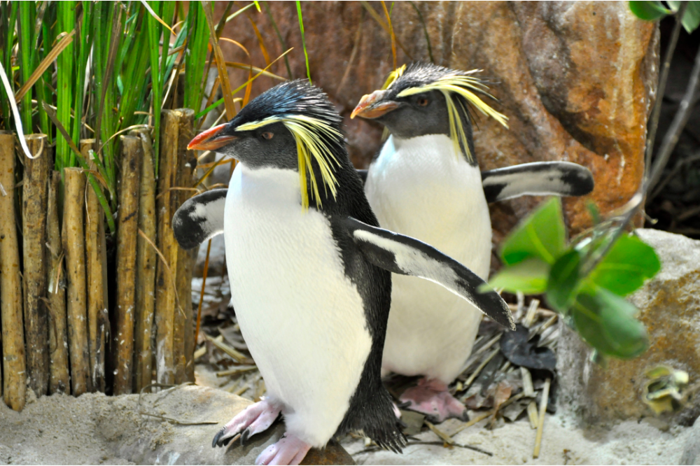 Dois pinguins na areia