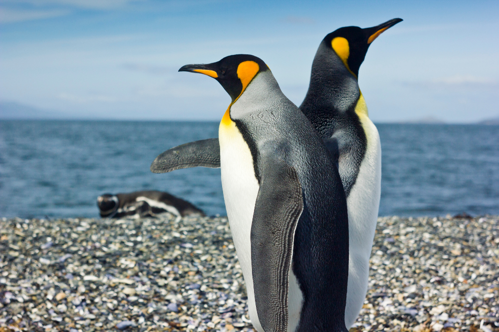 Dois pinguins sobre a pedras na beira mar