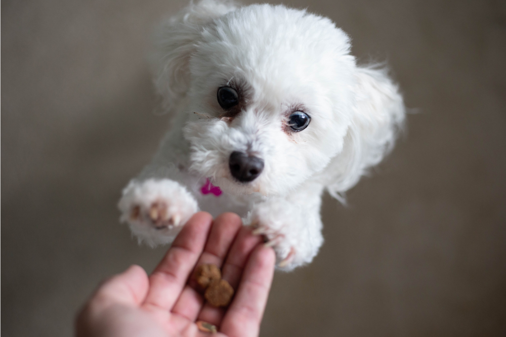 Cão branco recebendo petisco de humano 